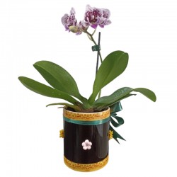 Orquídea na caneca